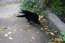 Australian Raven