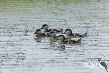 Australian Shelduck