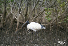 Australian White Ibis