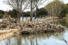 Australian White Ibis