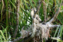 Australiasian Darter