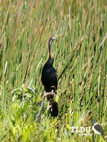 Australiasian Darter