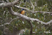 Azure Kingfisher