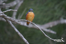 Azure Kingfisher