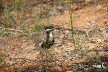 Banded Lapwing