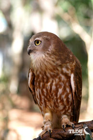 Barking Owl