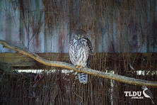 Barking Owl