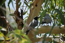 Black Faced Cuckoo Shrike