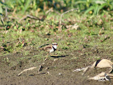 Black Fronted Dotterel