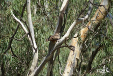 Black Kite