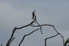 Black Shouldered Kite