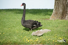 Black Swan