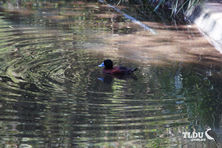 Blue Billed Duck