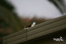 Blue Faced Honeyeater