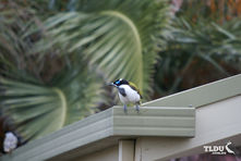 Blue Faced Honeyeater