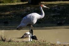 Brolga