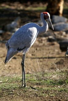 Brolga