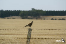 Brown Falcon