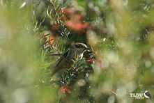 Brown Headed Honeyeater