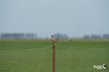 Brown Songlark