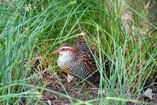 Buff-banded rail - The Land Down Under