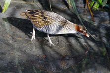 Buff-banded rail - The Land Down Under