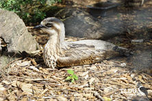 Bush Stone Curlew