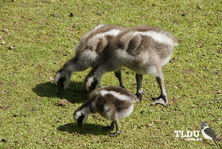 Cape Barren Goose