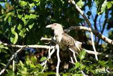 Channel Billed Cuckoo