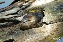 Chestnut Teal