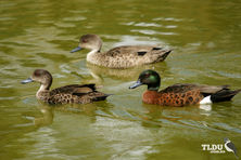 Chestnut Teal