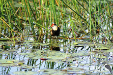 Comb Crested Jacana