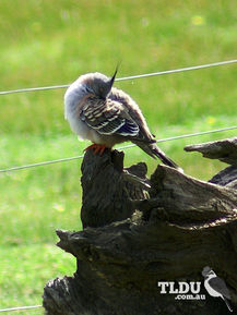 Crested Pigeon