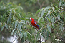 Crimson Rosella