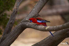 Crimson Rosella