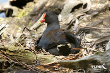 Dusky Moorhen