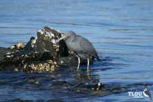 Eastern Reef Egret