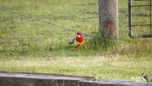 Eastern Rosella