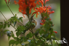 Eastern Spinebill