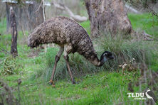 Emu