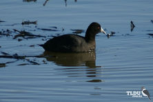 Eurasian Coot