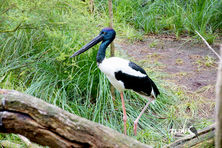 Female Black Necked Stork - Female Jabiru