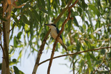 Forest Kingfisher