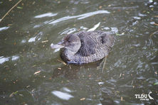 Freckled Duck