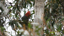 Gang Gang Cockatoo