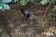 Glossy Ibis