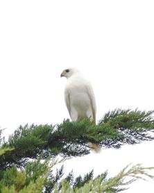 The grey goshawk is often called a 'white hawk' because of it's white colourin