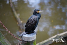 Great Cormorant