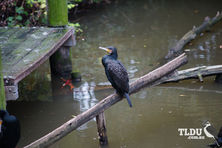 Great Cormorant