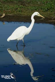 Great Egret